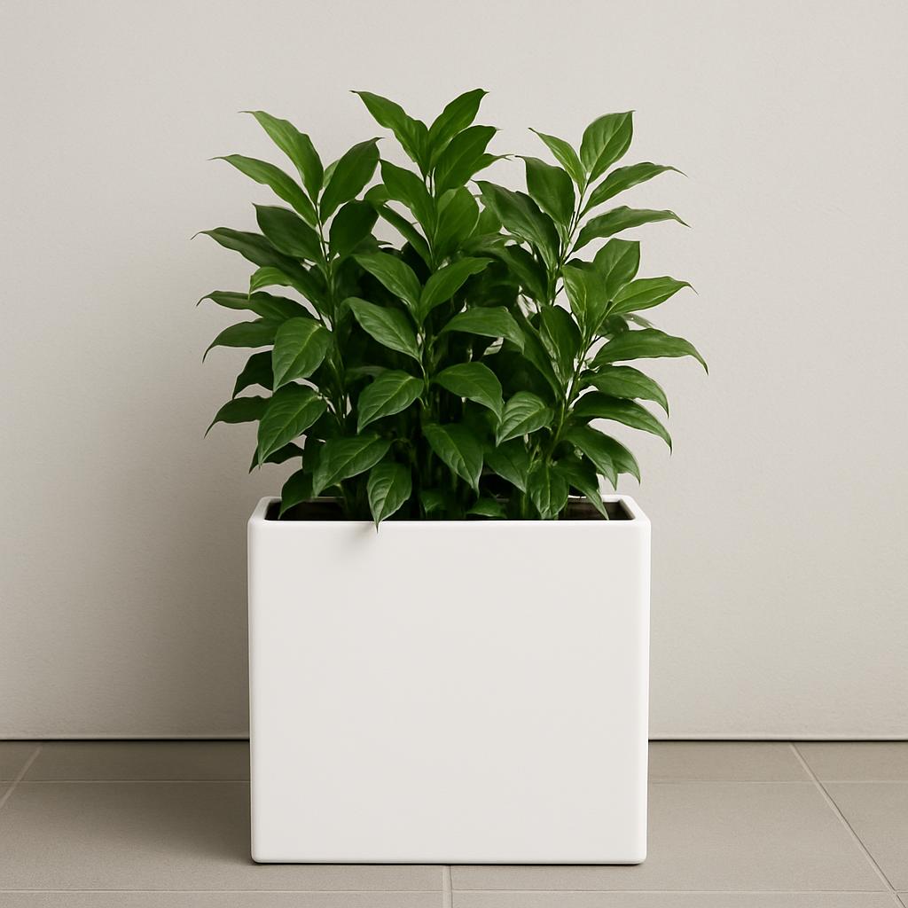 A potted plant, possibly a ZZ plant, set against a beige wall and tiled floor, with lush green leaves.